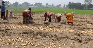 হিমাগার না থাকায় নষ্ট হচ্ছে নওগাঁর আলু, ক্ষতিগ্রস্ত কৃষক